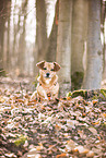 Dachshund-Mongrel
