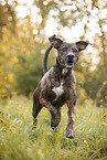 Podenco-Mongrel
