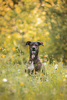Podenco-Mongrel