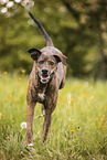 Podenco-Mongrel