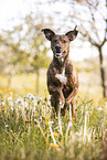 Podenco-Mongrel