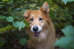 Collie-Mongrel