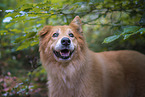 Collie-Mongrel