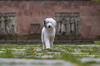 Sheltie-Poodle