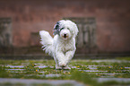 Sheltie-Poodle