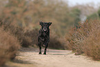 Labrador-Retriever-Mongel