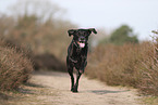 Labrador-Retriever-Mongel