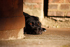 mongrel