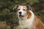 mongrel