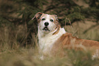 mongrel