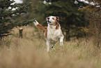 mongrel
