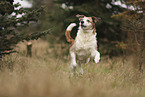 mongrel