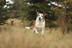 mongrel