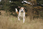 mongrel