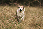 mongrel