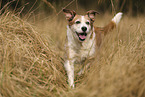 mongrel