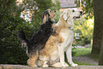 dogs