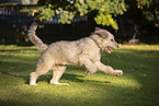 mongrel