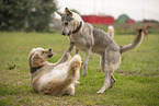 dogs