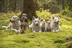 dogs