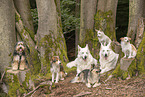 dogs
