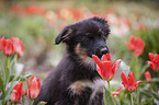 mongrel puppy