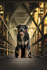 Bernese-Mountain-Dog-Collie
