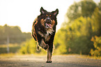 Bernese-Mountain-Dog-Collie