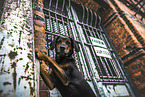 Hound-Mongrel
