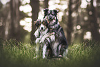 mongrels