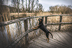 Hound-Mongrel