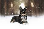 Australian-Cattle-Dog-Mongrel
