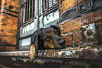 Hound-Mongrel