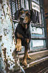 Hound-Mongrel