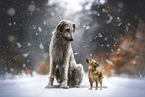 dogs