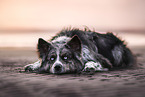 mongrel