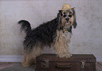 Powderpuff-Cocker-Spaniel