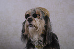 Powderpuff-Cocker-Spaniel