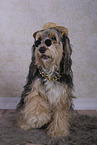 Powderpuff-Cocker-Spaniel