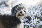 Powderpuff-Cocker-Spaniel