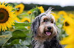 Powderpuff-Cocker-Spaniel