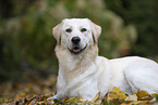 Golden-Retriever-Mongrel