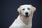 Golden-Retriever-Mongrel