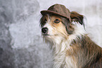 mongrel