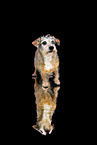 Dachshund-Mongrel