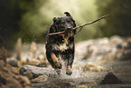 Shepherd-Mongrel