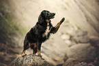 Shepherd-Mongrel
