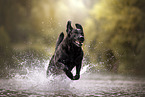 Labrador-Retriever-Golden-Retriever