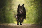 Leonberger-Mongrel