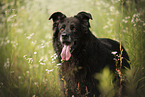 Leonberger-Mongrel